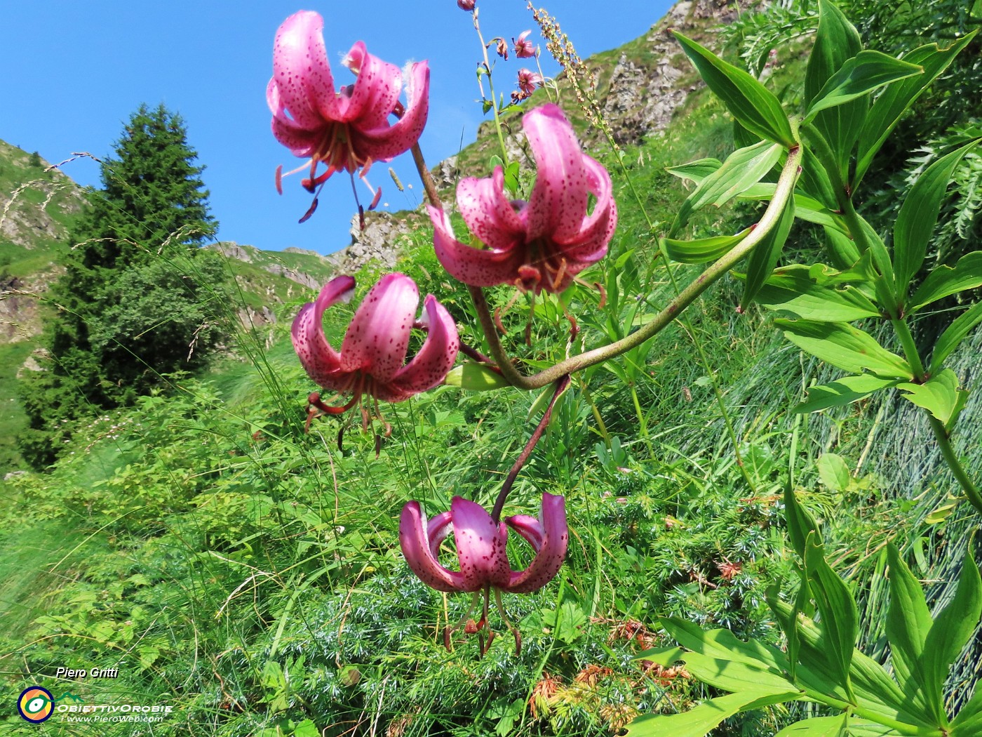 20 Lilium martagon (Giglio martagone).JPG